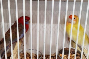  (photo)