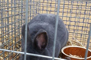  (photo)