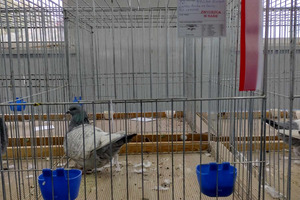 (photo)