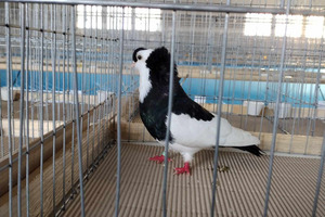 (photo)