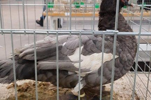 (photo)