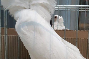 (photo)