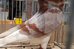 (photo)