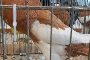 (photo)