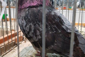 (photo)