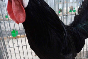 (photo)