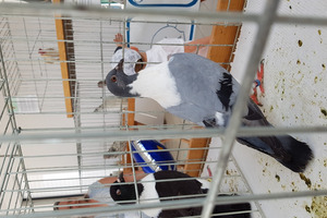  (photo)