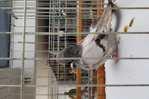  (photo)