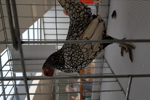  (photo)