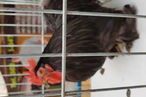  (photo)
