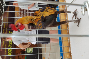  (photo)