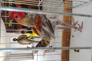  (photo)
