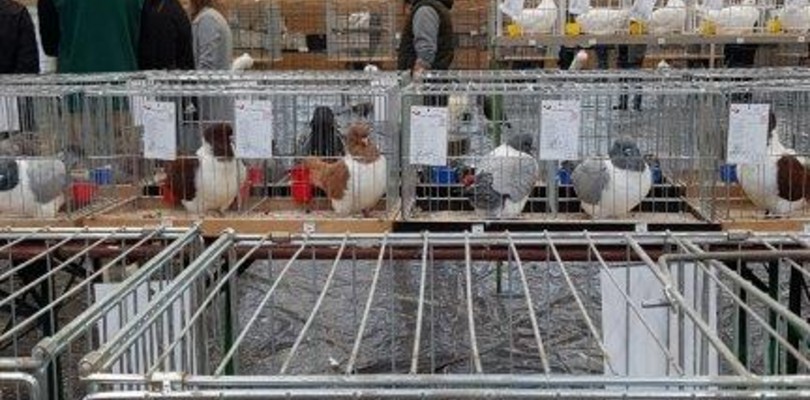 Zdjęcie ilustracyjne wpisu: Wystawa w Miejskiej Górce 11-12 listopad 2023 r.