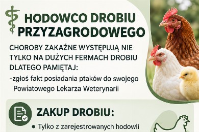 Zdjęcie ilustracyjne wpisu: HODOWCO DROBIU PRZYZAGRODOWEGO